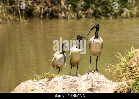 Drei heilige Ibiss, Threskiornis aethiopicus, threskiornis, threskiornis, threskiornis, threskiopicus, thront auf einem Felsen in einem kleinen Vogelbeobachtungsdamm in Zentralafrika. Stockfoto