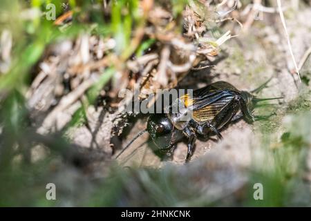 Europäisches Feldkricket oder einfach das Feldkricket (Gryllus campestris) Männchen singt am Eingang zu seinem Bau. Stockfoto