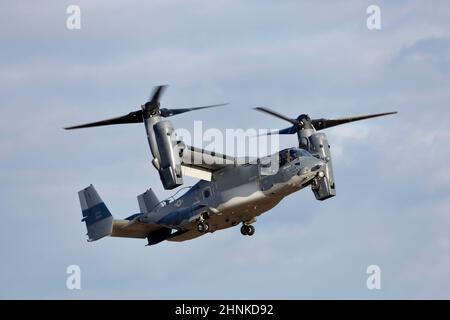 08-0049 Bell-Boeing CV-22B Osprey im Flug bei RAF Mildenhall, Suffolk. Stockfoto