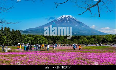 12. Mai 2016: Der Fuji mit dem Feld von rosa Moos beim Shibazakura Festival, Yamanashi, Japan Stockfoto