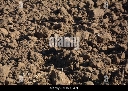 Agrarland vor kurzem gepflügt und für die Ernte vorbereitet Stockfoto