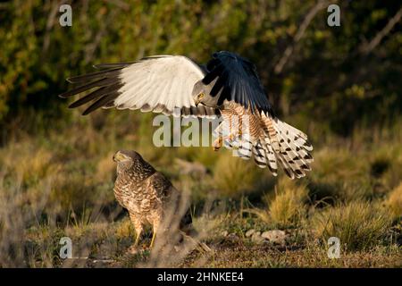 Männliche cinereous Harrier fliegen bei weiblichen Harrier in der Laguna Nimez in Patagonien, Argentinien Stockfoto