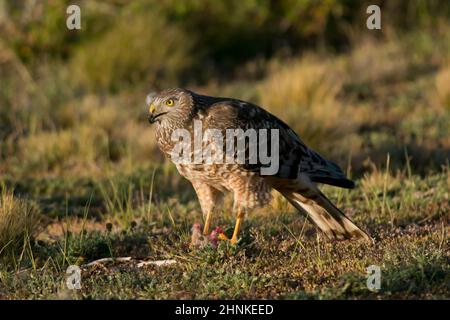 Weibliche cinereous Harrier mit einer Beute in der Laguna Nimez in Patagonien, Argentinien Stockfoto