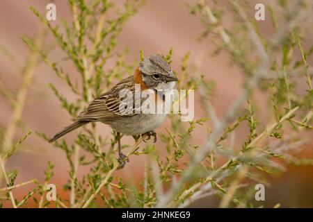 Rufous-Kragen Spatz, typisch für Südamerika, genannt auch chingolo Stockfoto