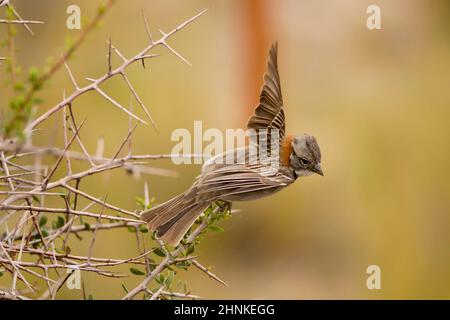 Rufous-Kragen Spatz, typisch für Südamerika, genannt auch chingolo Stockfoto