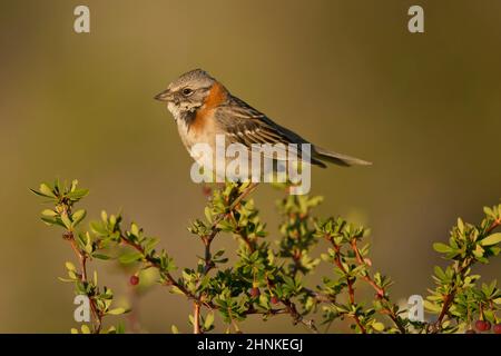 Rufous-Kragen Spatz, typisch für Südamerika, genannt auch chingolo Stockfoto