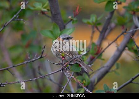 Rufous-Kragen Spatz, typisch für Südamerika, genannt auch chingolo Stockfoto