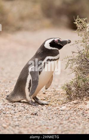 Magellanic Penguin stehen in Punta Tombo, Patagonien, Argentinien Stockfoto