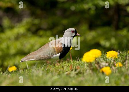 Südlichen Kiebitz auf dem Rasen. Typische Vogel Südamerikas, auch genannt Tero (Vanellus Chilensis) Stockfoto