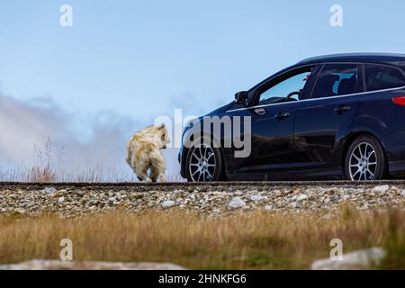 Ein rumänischer Hirte in den karpaten Stockfoto