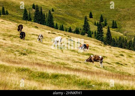 Kühe auf dem Feld in den karpaten Stockfoto