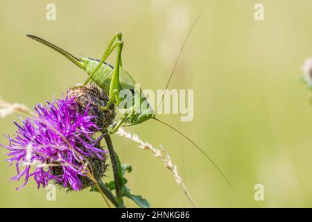 Große grüne Busch-Cricket (Tettigonia viridissima) juvenile Weibchen. Stockfoto