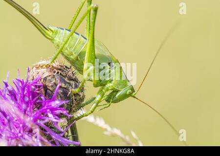 Große grüne Busch-Cricket (Tettigonia viridissima) juvenile Weibchen. Stockfoto