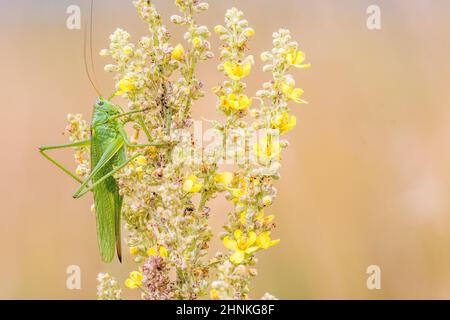 Große grüne Busch-Cricket (Tettigonia viridissima), weiblich. Stockfoto