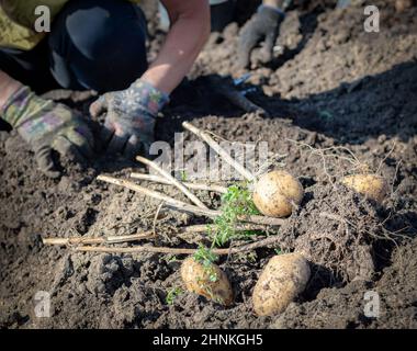 Eine Kartoffel Ernte auf dem Bauernhof naturalistisch gefärbt Stockfoto