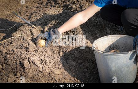 Eine Kartoffel Ernte auf dem Bauernhof naturalistisch gefärbt Stockfoto