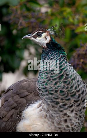 weibliche Pfau im Profil gesehen Stockfoto