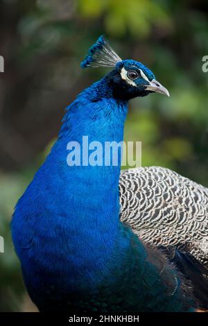 Türkis männlicher Pfau im Profil gesehen Stockfoto