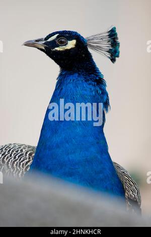 Türkis männlicher Pfau im Profil gesehen Stockfoto