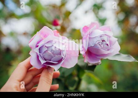 Gärtner hält Lavendel lila Rose Novalis blüht im Sommergarten. Nahaufnahme der Blume in der Hand. Kordes-Auswahl Stockfoto