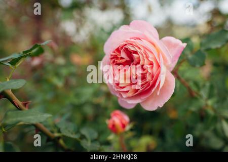 Rosa Rose Abraham Darby blüht im Sommergarten. Englisch Austin Selection Rosen Blumen. Nostalgische Form Stockfoto