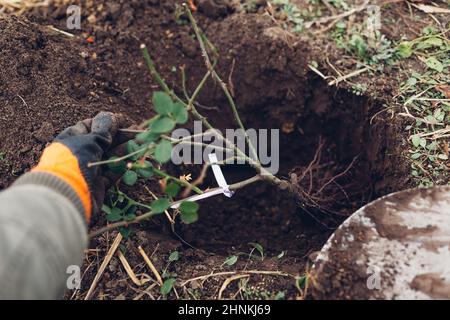 Gärtner pflanzt Rosenbusch im Freien mit Schaufelwerkzeug in den Boden. Gartenarbeit im Frühling Herbst. Wurzeln ins Loch setzen Stockfoto