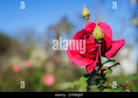 Magentarote Rose William Shakespeare blüht im Sommergarten. Englisch Austin Selection Rosen blüht Stockfoto