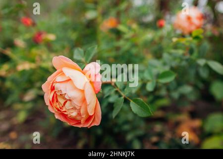 Orangefarbene Lachsrose Lady of Shalott blüht im Sommergarten. Englisch Austin Selection Rosen blüht Stockfoto