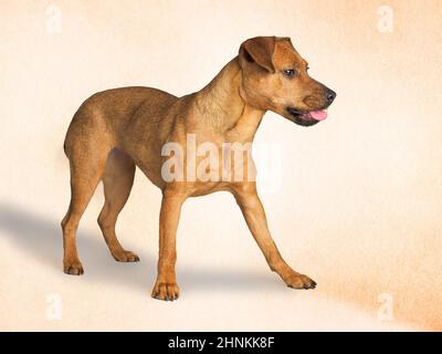 Studio Portrait of a Patterdale Terrier. Stockfoto