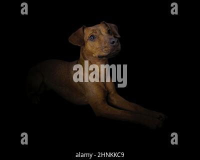 Studio Portrait eines einjährigen Patterdale Terrier auf schwarzem Hintergrund. Stockfoto