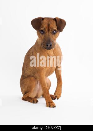 Studio Portrait eines Patterdale Terrier auf weißem Hintergrund. Stockfoto
