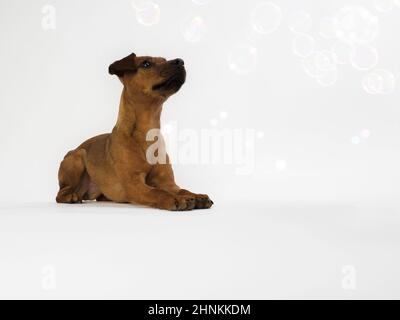 Studio Portrait eines einjährigen Patterdale Terrier auf weißem Hintergrund. Stockfoto