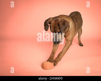 Patterdale Terrier, der auf einen Ball pounziert. Stockfoto