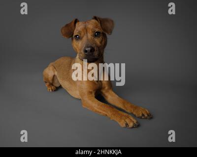 Studio Portrait eines Patterdale Terrier auf grauem Hintergrund. Stockfoto