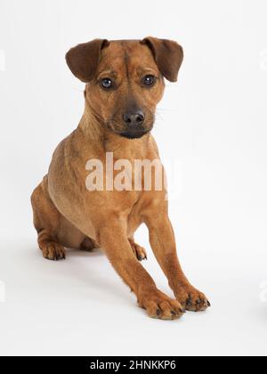 Studio Portrait eines einjährigen Patterdale Terrier auf weißem Hintergrund. Stockfoto
