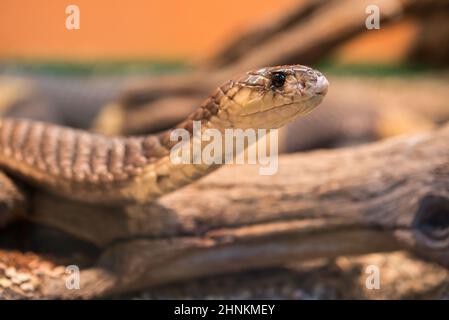 Die snouted Kobra (Naja annulifera), auch genannt der gebänderte Ägyptische Kobra, ist eine Pflanzenart aus der Gattung der Cobra im Südlichen Afrika gefunden. Stockfoto