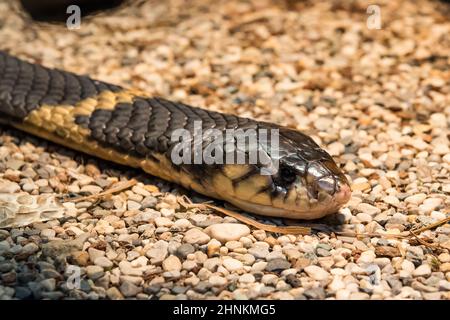 Die snouted Kobra (Naja annulifera), auch genannt der gebänderte Ägyptische Kobra, ist eine Pflanzenart aus der Gattung der Cobra im Südlichen Afrika gefunden. Stockfoto