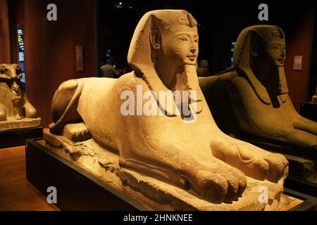 TURIN, ITALIEN - 19. AUGUST 2021: Ägyptische Sphinx-Statue im Ägyptischen Museum von Turin, Italien Stockfoto