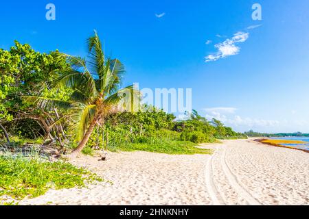 Natur und Palmen am tropischen mexikanischen Strand 88 Punta Esmeralda in Playa del Carmen Mexiko. Stockfoto