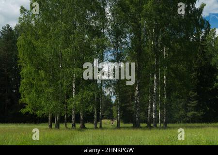 Bewachsener Wald. Bäume und Pflanzen Natur Stockfoto