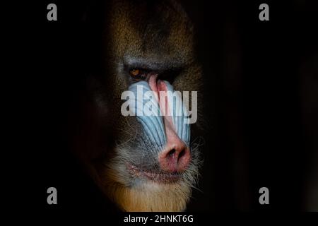 Nahaufnahme eines großen Männchens von Mandrill im Dunkeln (Mandrillus sphinx) Stockfoto