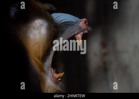 Nahaufnahme des Gesichts Porträt eines großen Männchens von Mandrill, der im Dunkeln gähnt (Mandrillus sphinx) Stockfoto