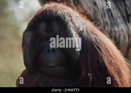 Nahaufnahme eines männlichen, nachdenklichen Orang-Utan-Gesichts-Portraits in Gefangenschaft (Pongo) Stockfoto