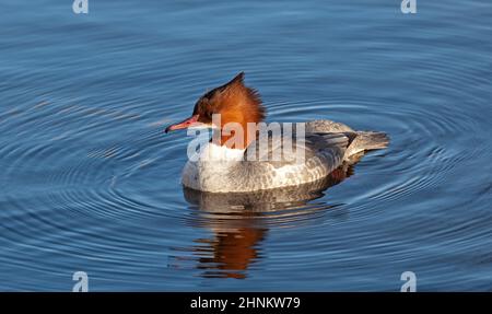 Figgate, Edinburgh, Schottland, Großbritannien. 17th. Februar 2022. Windig auf Figgate Teich für Gänse mit einer Temperatur von 7 Grad echtes Gefühl 0 Grad Celsius. Im Bild: Weiblicher Gänsehaut (Mergus merganser). Quelle: Archwhite/alamy Live News. Stockfoto