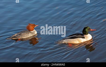 Figgate, Edinburgh, Schottland, Großbritannien. 17th. Februar 2022. Windig auf Figgate Teich für Gänse mit einer Temperatur von 7 Grad echtes Gefühl 0 Grad Celsius. Im Bild: Weiblicher und männlicher Gänsehaut (Mergus merganser). Quelle: Archwhite/alamy Live News. Stockfoto