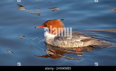 Figgate, Edinburgh, Schottland, Großbritannien. 17th. Februar 2022. Windig auf Figgate Teich für Gänse mit einer Temperatur von 7 Grad echtes Gefühl 0 Grad Celsius. Im Bild: Gänsehaut-Weibchen (Mergus merganser) mit fliegenden Möwen, die sich im Wasser um sie herum spiegeln. Quelle: Archwhite/alamy Live News. Stockfoto