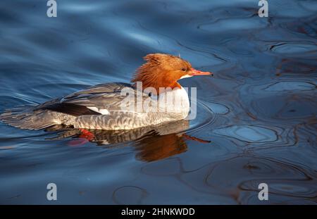 Figgate, Edinburgh, Schottland, Großbritannien. 17th. Februar 2022. Windig auf Figgate Teich für Gänse mit einer Temperatur von 7 Grad echtes Gefühl 0 Grad Celsius. Im Bild: Weiblicher Gänsehaut (Mergus merganser). Quelle: Archwhite/alamy Live News. Stockfoto