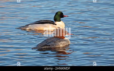 Figgate, Edinburgh, Schottland, Großbritannien. 17th. Februar 2022. Windig auf Figgate Teich für Gänse mit einer Temperatur von 7 Grad echtes Gefühl 0 Grad Celsius. Im Bild: Weiblicher und männlicher Gänsehaut (Mergus merganser). Quelle: Archwhite/alamy Live News. Stockfoto