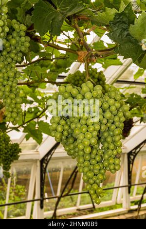 Weinreben in einem Gewächshaus Stockfoto