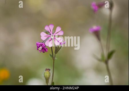 Rosa Pirouette, Silene colorata blüht im Frühlingsfeld, Andalusien, Spanien. Stockfoto